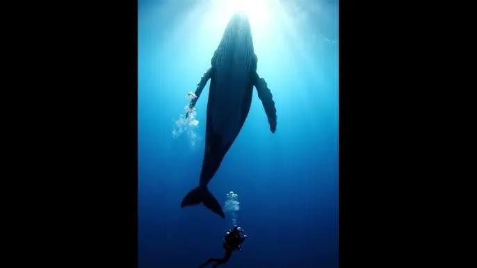 同屋情爱 - 深蓝星球：探索海洋深处的未知世界